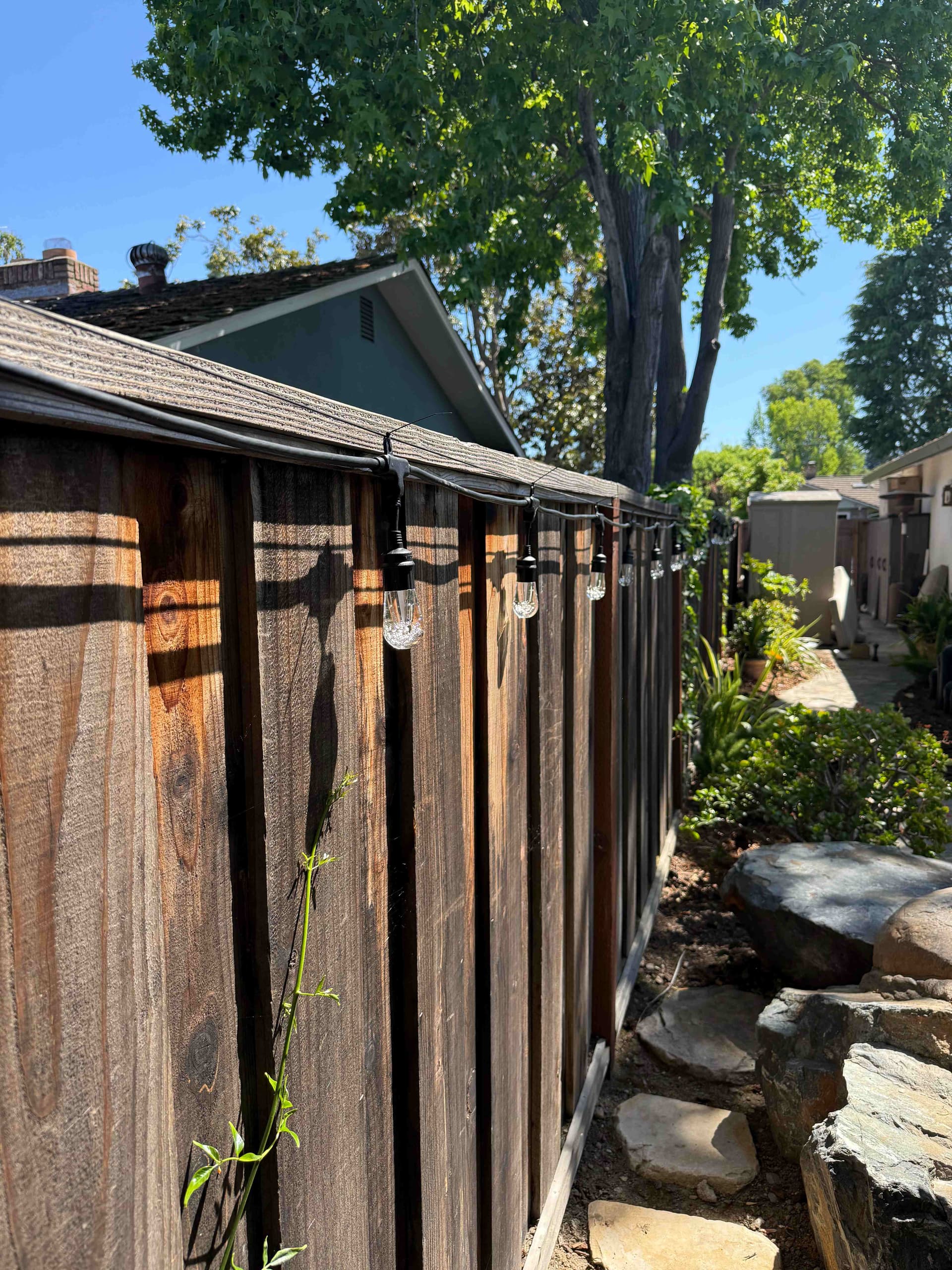 Edison globe string lights mounted along the top of a cedar fence in a landscaped side yard