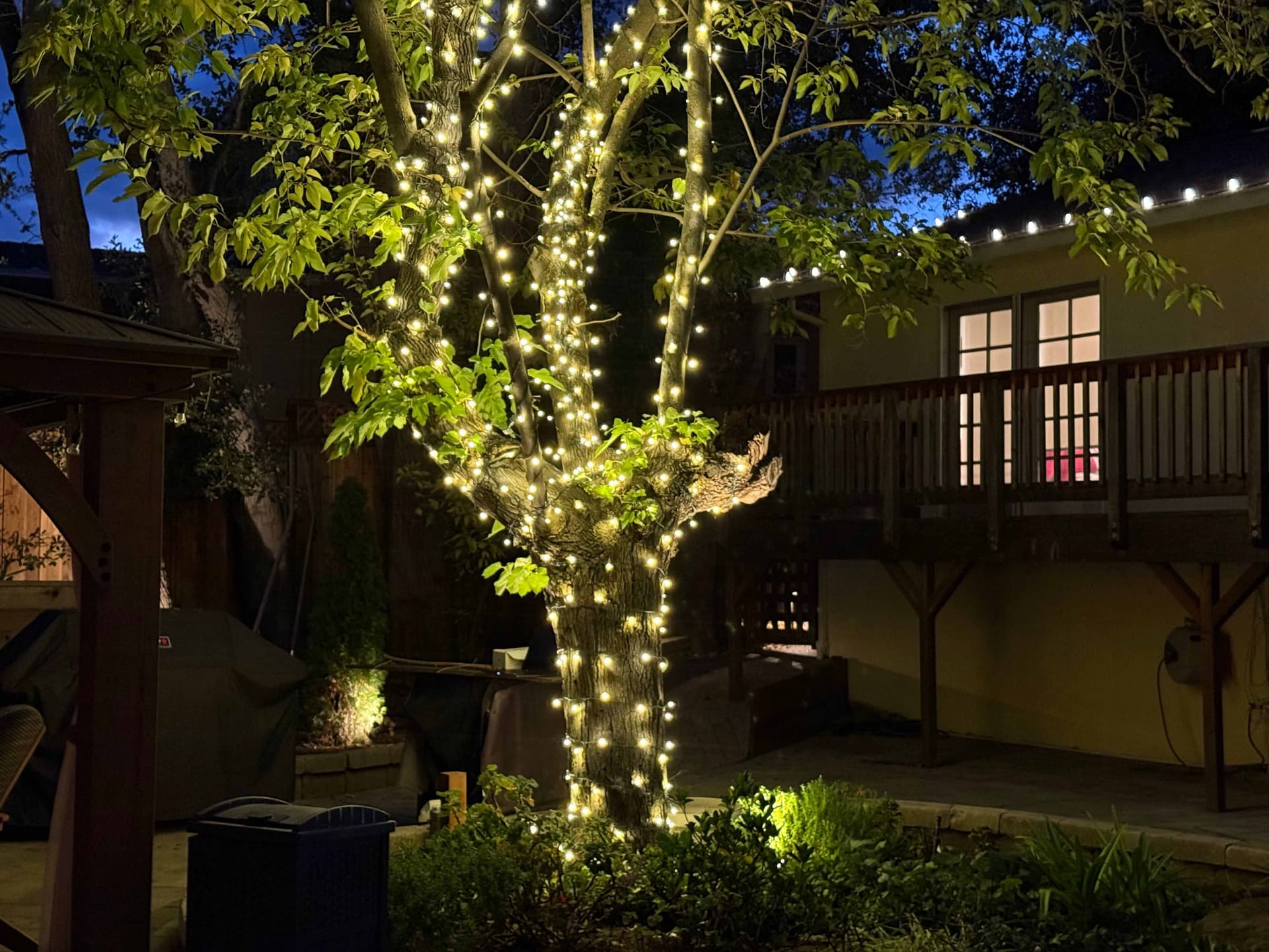Warm white fairy lights densely wrapped up a large backyard tree trunk and branches